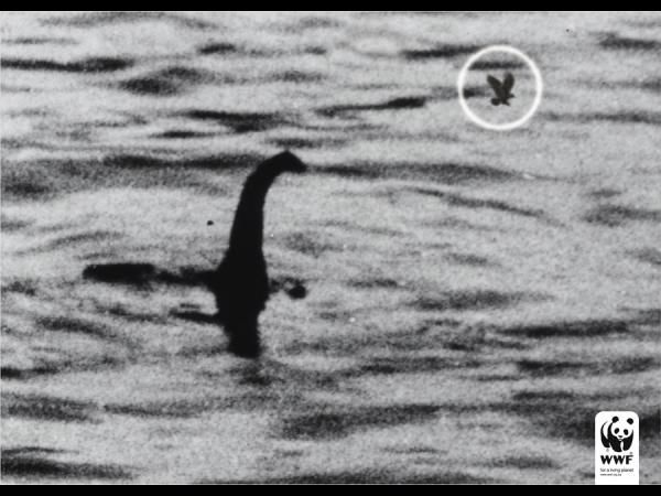 publicité Lochness WWF