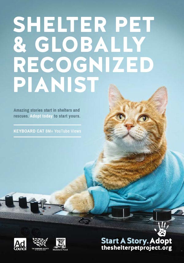 publicité mème keyboard cat theshelterpetproject.org